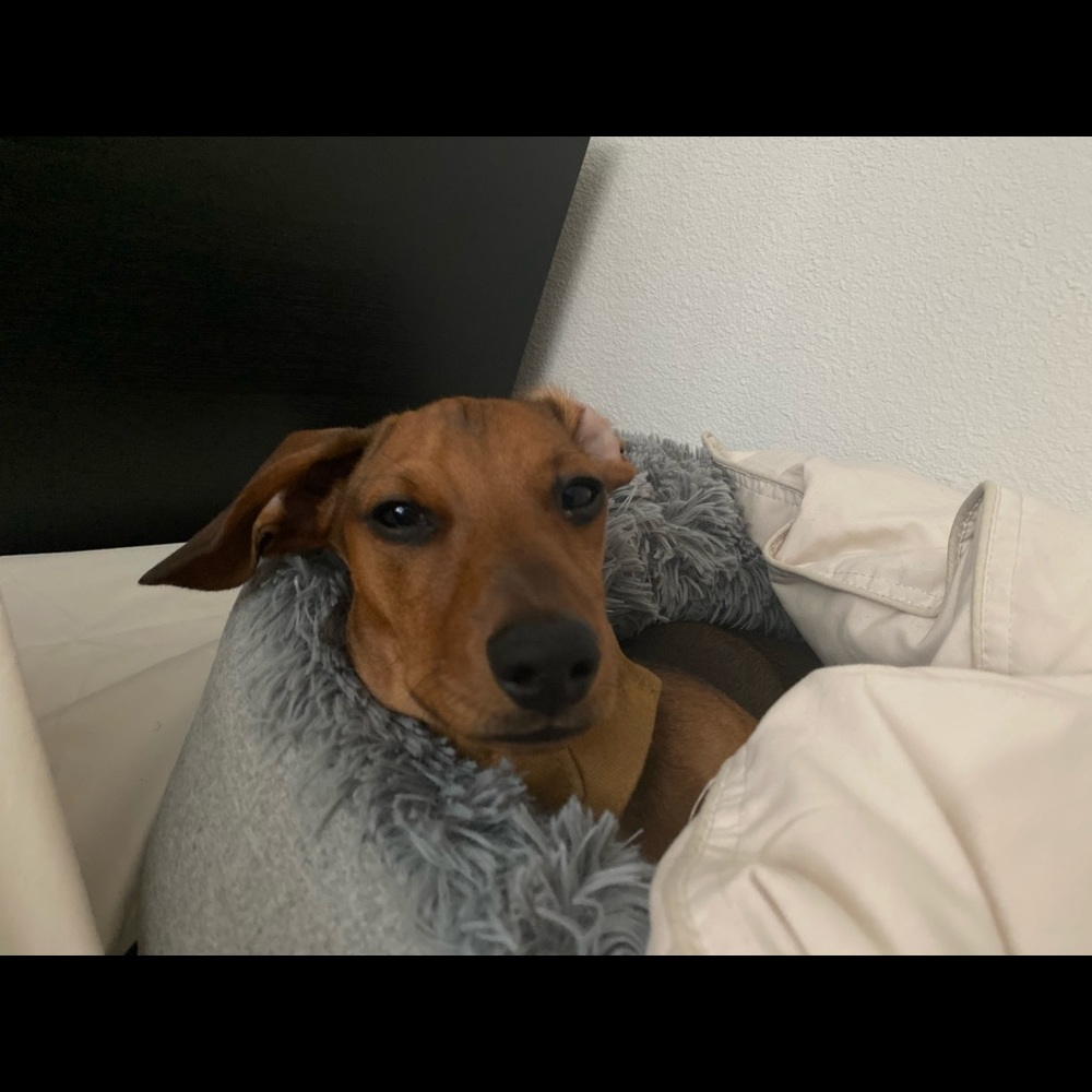 Meet your Posher, Emily